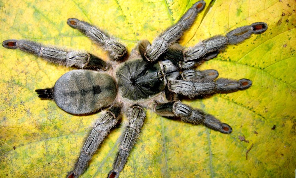 Psalmopoeus cambridgei pauk