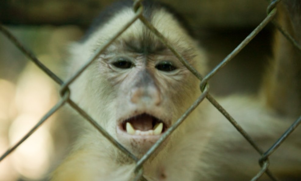 majmun u zoološkom vrtu