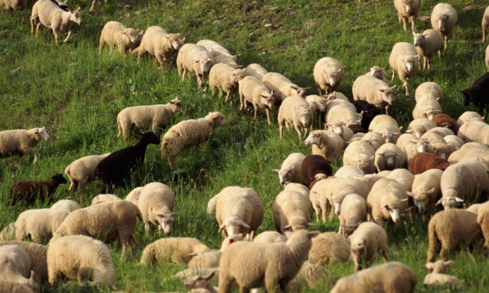 ovce stado1