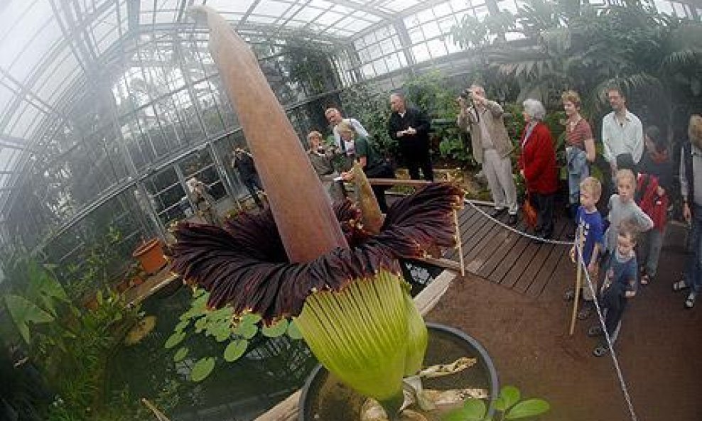 Titan Arum 