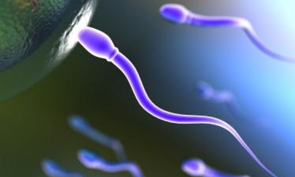 spermatozoidi