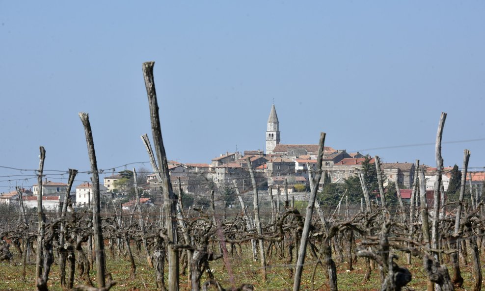 Vinogradi u okolici Višnjana