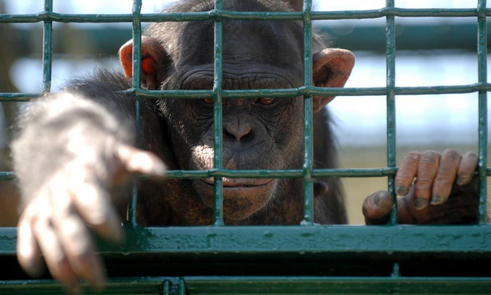 čimpanze čimpanza majmun