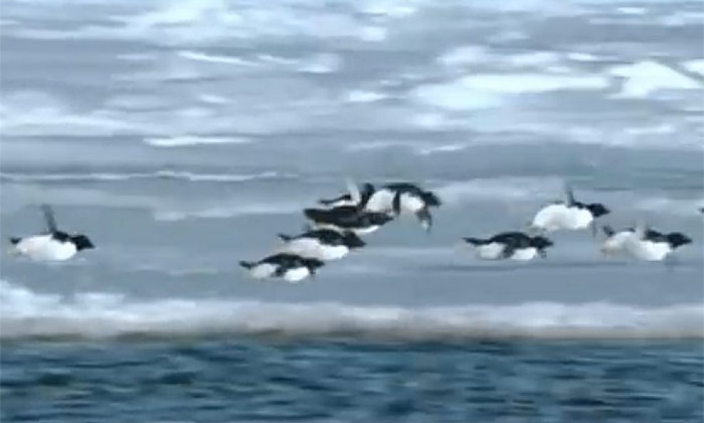 leteći pingvini