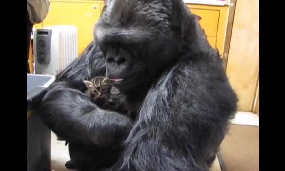 gorila Koko funvideo