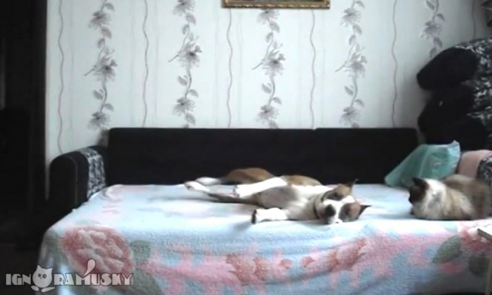 pas mačka krevet funvideo