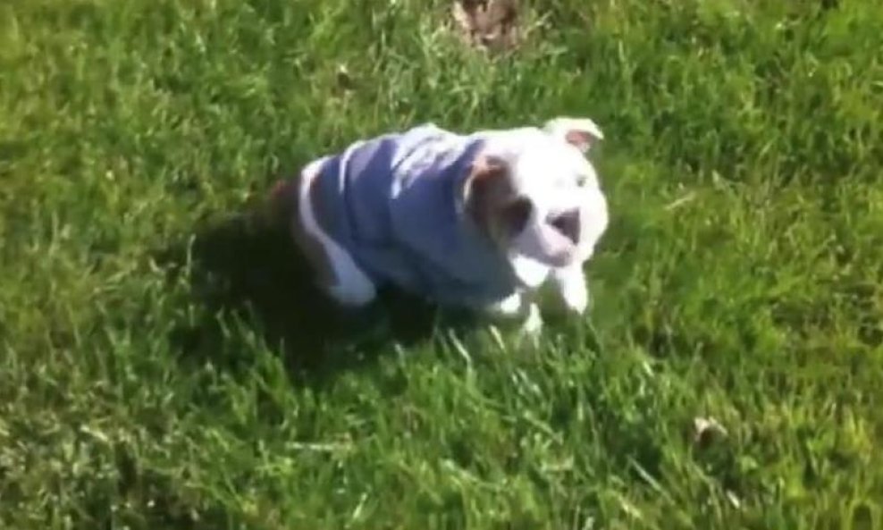 buldog Sophie funvideo