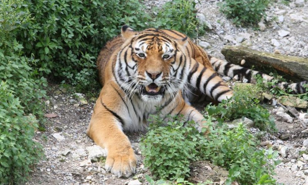 Tigar u splitskom Zoološkom vrtu