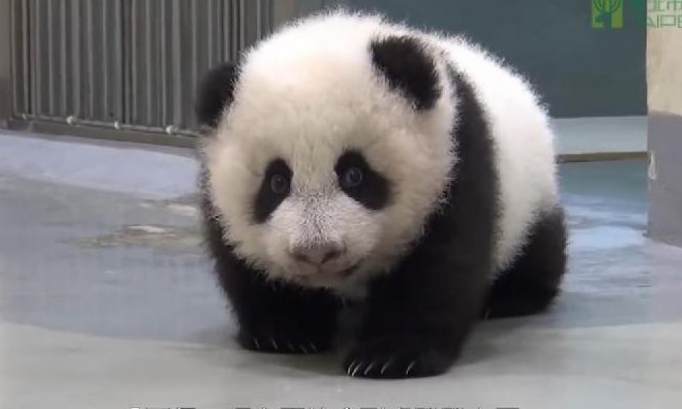 panda funvideo