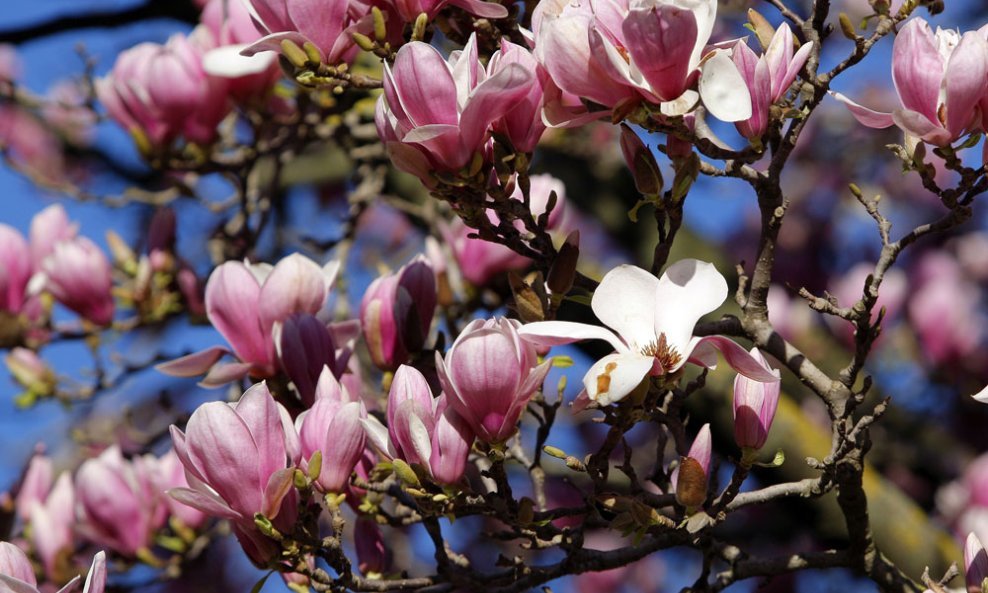 magnolija