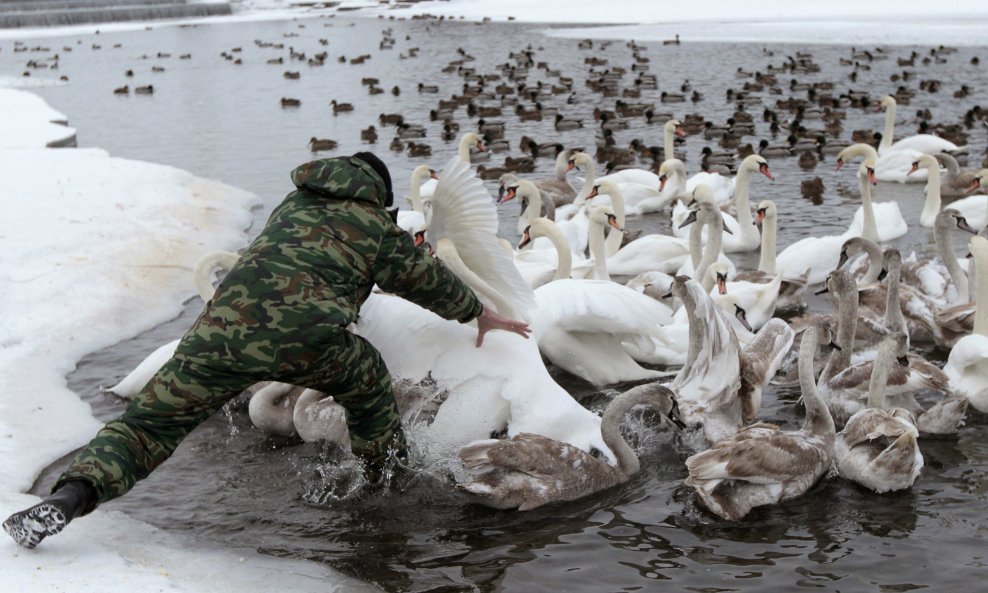 Prstenovanje labudova u Minsku