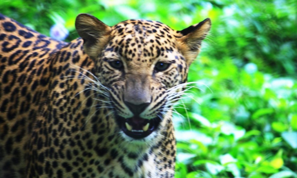 leopard životinje