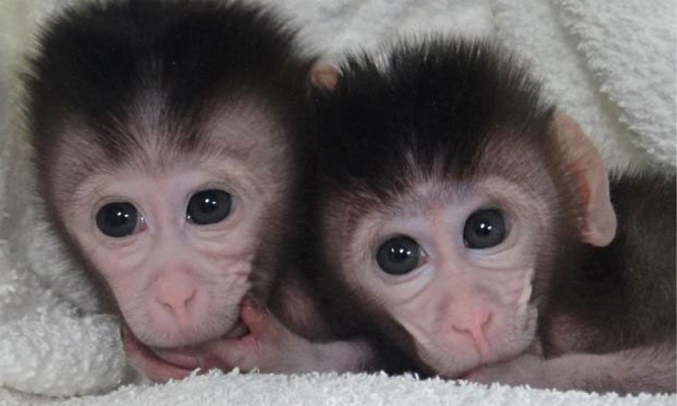 Majmuni makaki blizanci