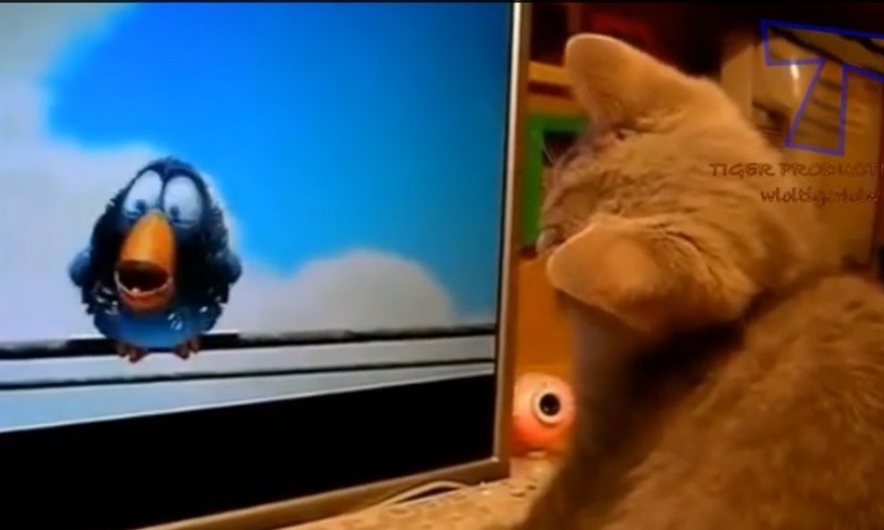 kompilacija životinje televizijs