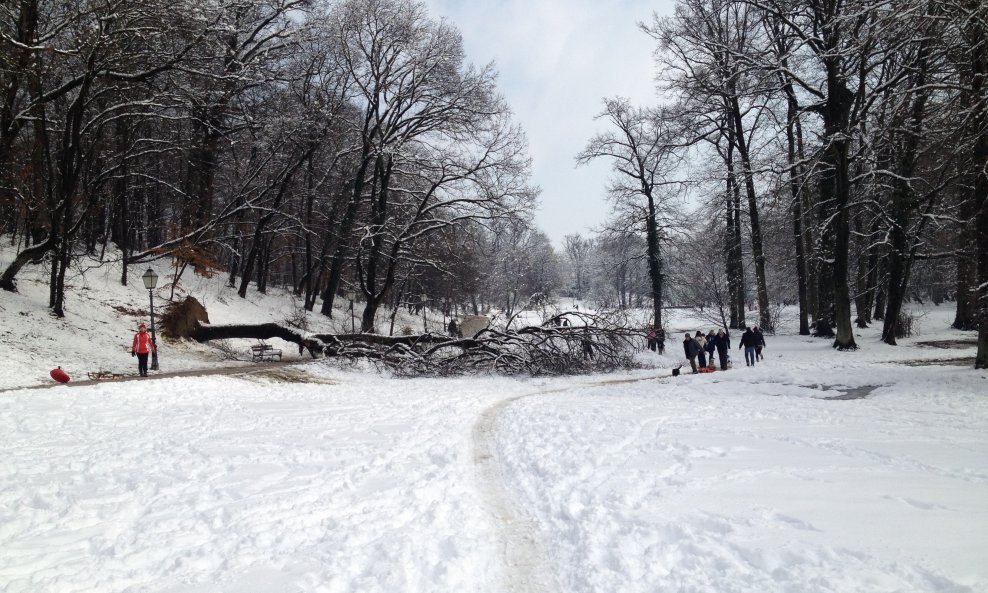 bukovačka maksimir snijeg drvo