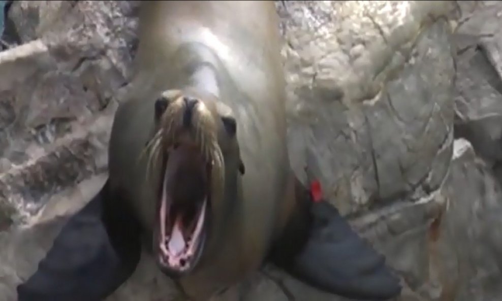 tuljan morski lav funvideo