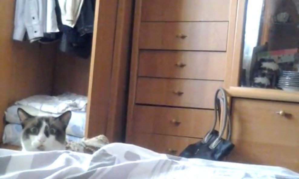 mačka krevet funvideo
