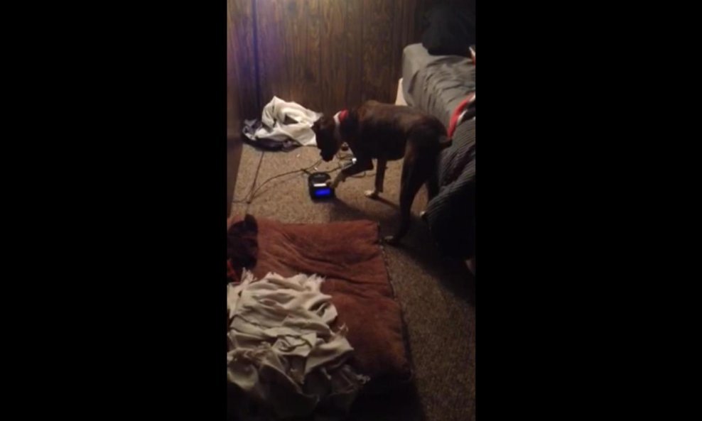 bokser Kermit funvideo