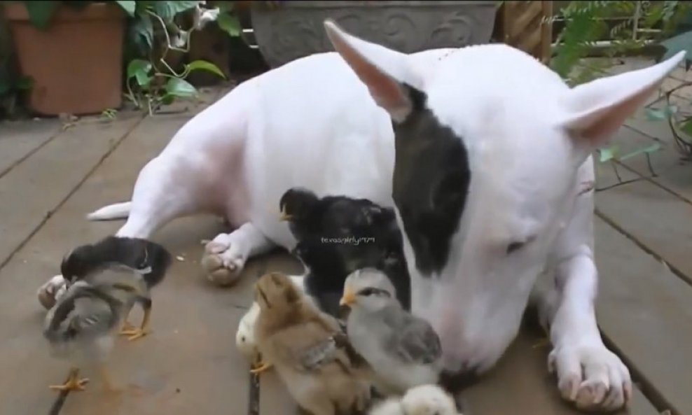 pas ptice prijateljstvo životinje buzzfeed funvideo