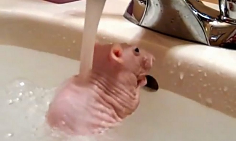 goli štakor kupanje funvideo