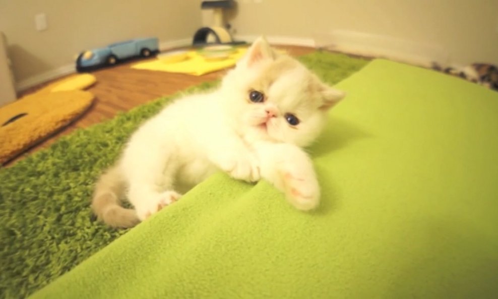 mačka mačke funvideo