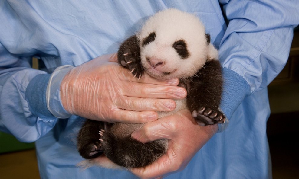 beba panda