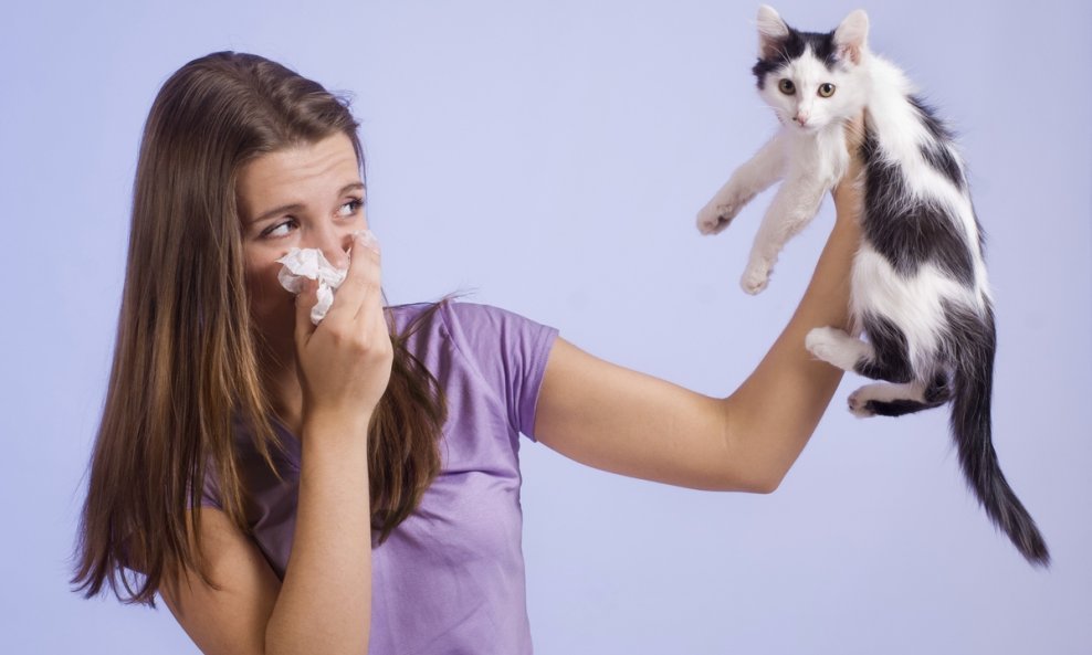 mačke mačka alergija