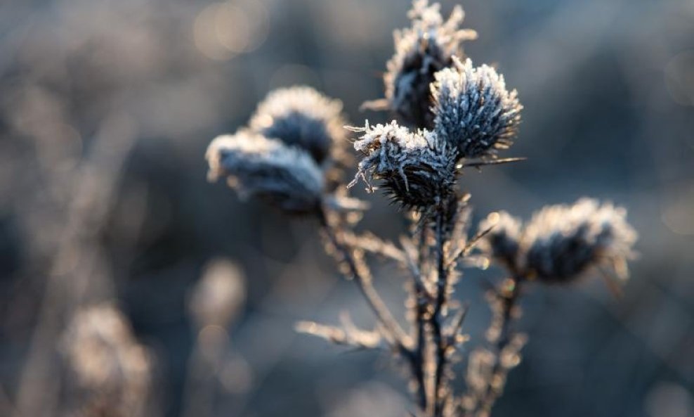 Zbog niskih jutarnjih temperatura raslinje prekriveno mrazom (3)