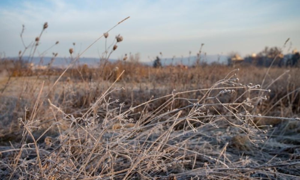 Zbog niskih jutarnjih temperatura raslinje prekriveno mrazom (6)