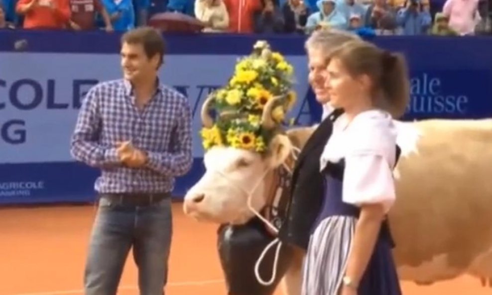 Roger Federer i krava
