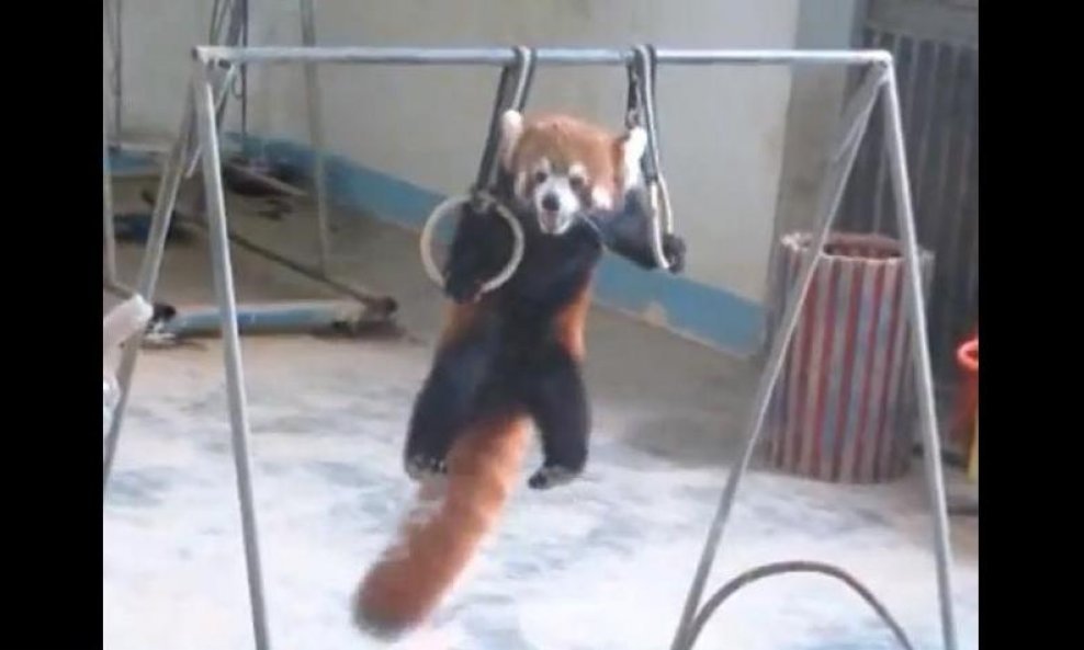 crvena panda funvideo