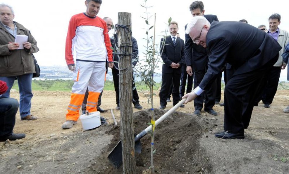 Josipović sadi maslinu