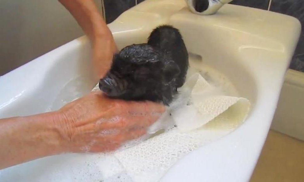 Wiglet funvideo