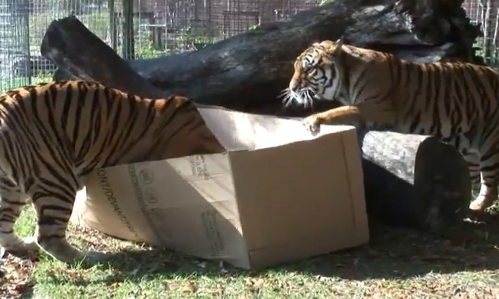 tigar tigrovi kutije