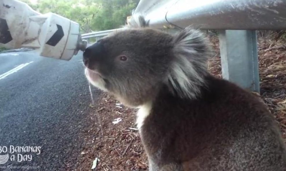 koala funvideo