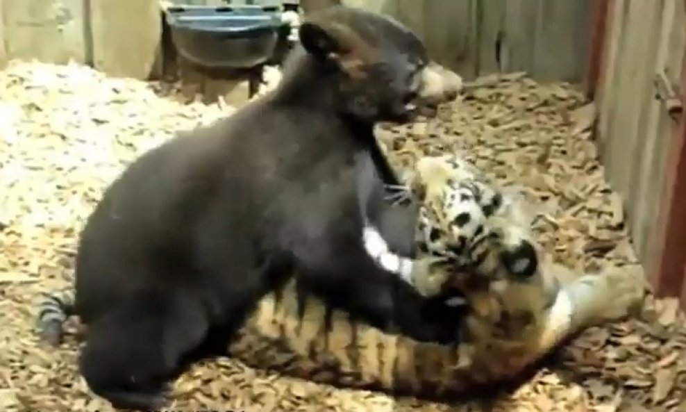 medo i tigar neobicna zivotinjska prijateljstva funvideo