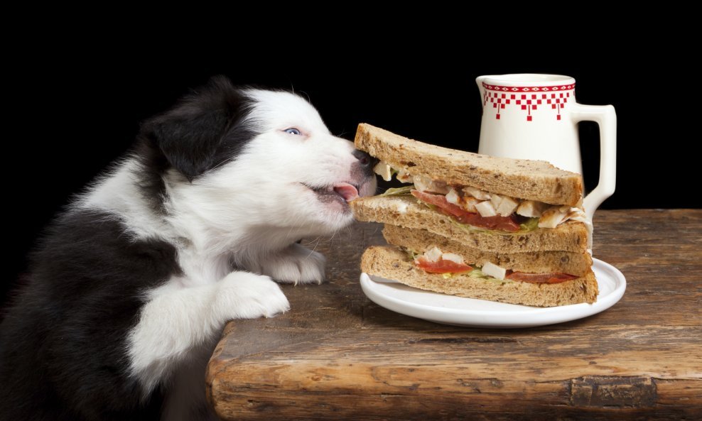 pas krade hranu psi sendvič