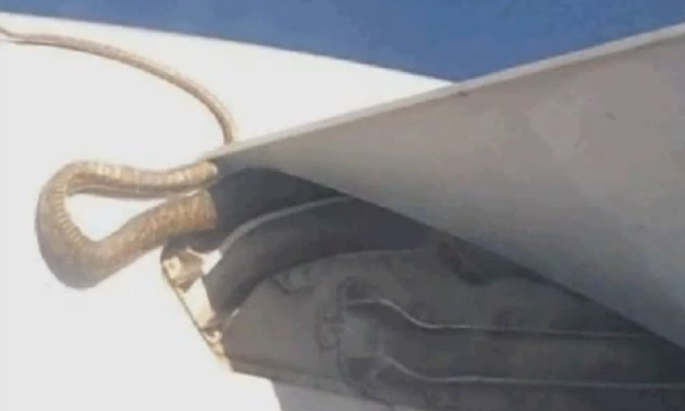 zmija u avionu