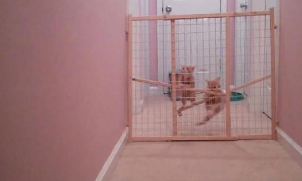 Pumpkin Squash funvideo