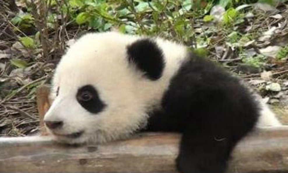 beba panda funvideo