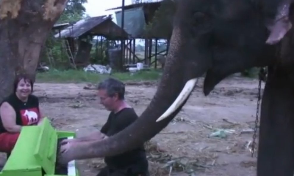 slon na klaviru funvideo