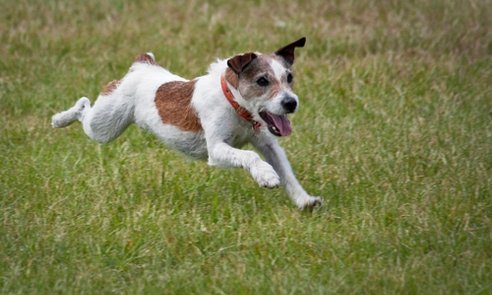 jack russel terijer