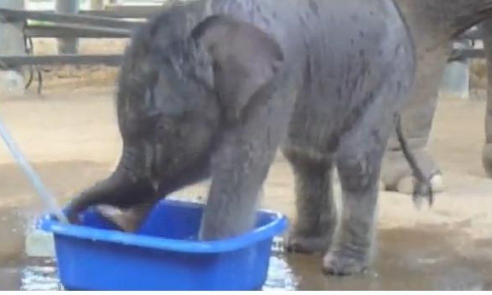 Pogledajte bebu slona na svom prvom kupanju!