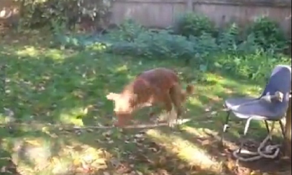 pas hoda po konopcu funvideo