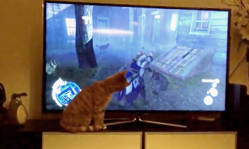 macka assassin's creed funvideo