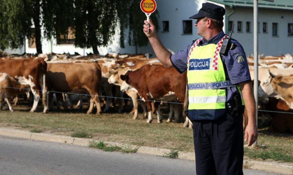 Krave traže pašnjak (5)