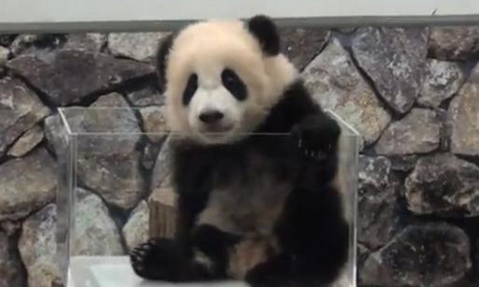 panda Youhin funvideo