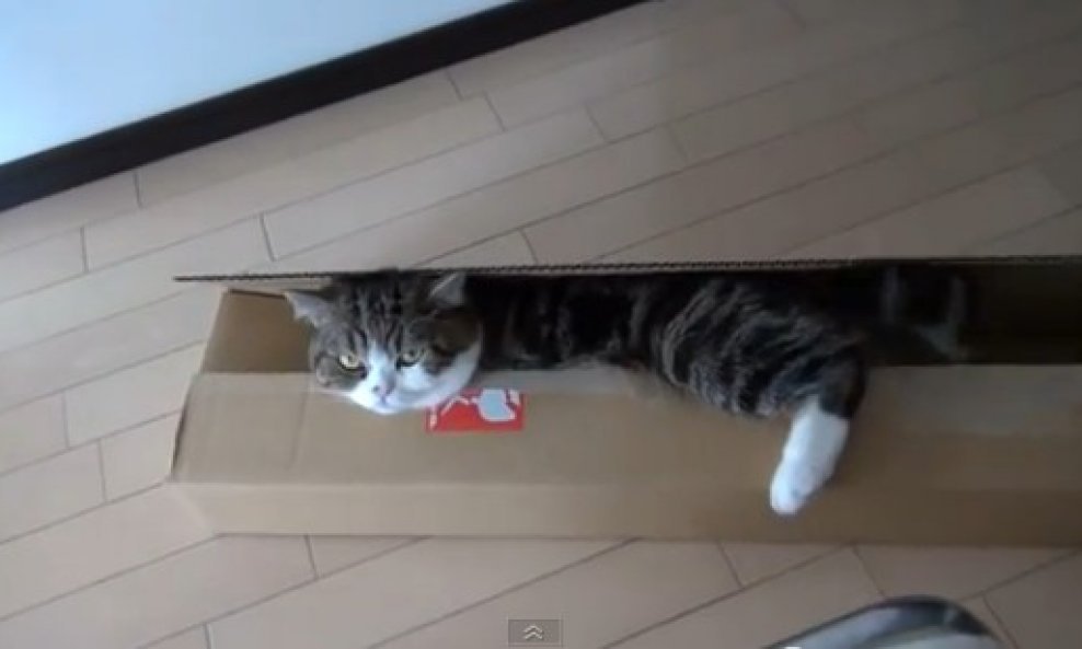 mačak maru kutija funvideo
