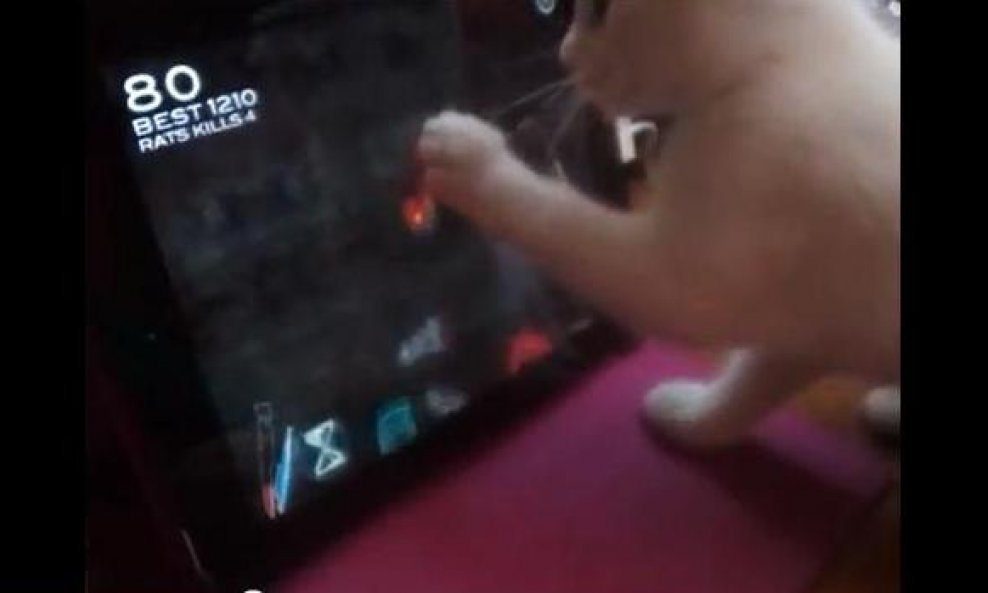 mačkica iPad funvideo