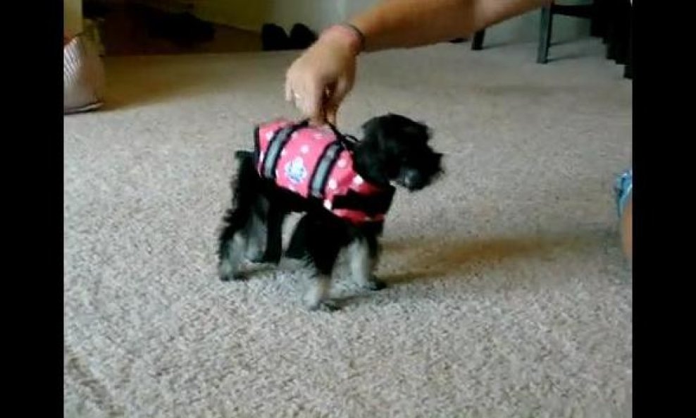 šnaucer Maggie funvideo